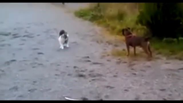 коте злой смотреть онлайн