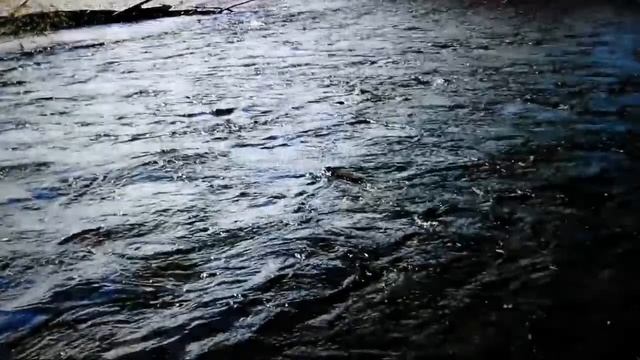 Историческая "история Кунаширского", на форуме Silver Sound, перенос на 12 лет назад. смотреть онлайн