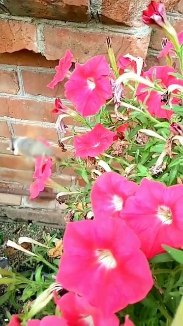 Краснокнижное насекомое!🔴#бражник#insects#насекомые#видеоприроды#сад#огород#garden#videonature смотреть онлайн