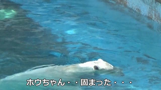 ホウちゃんONE MORE CHANCE💗飼育員さんがエサ入りポリタンクをリセット【天王寺動物園】 смотреть онлайн