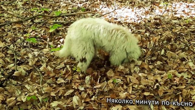 Истинско предизвикателство за кучетата срещу все още зеления Трюфел смотреть онлайн