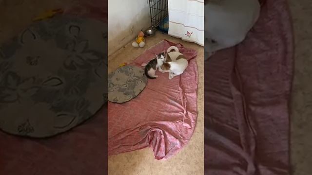 Игра котёнка и собачки. Приют ДРУГ ЖИВИ. г. Омск смотреть онлайн