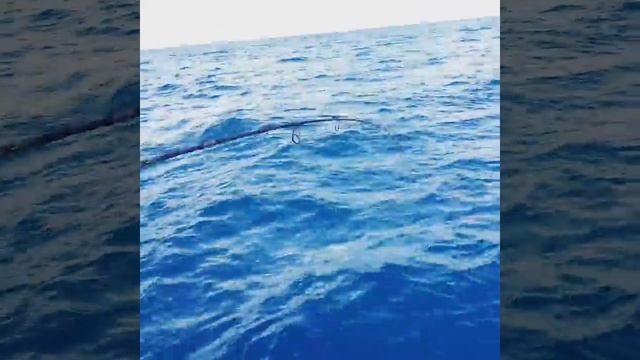 Strike ikan tambak guna teknik bottom 2 mata apollo смотреть онлайн