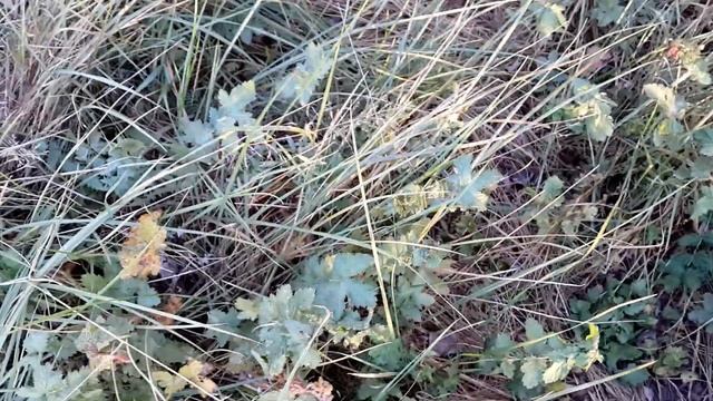 Осенний грибной марафон ;-)