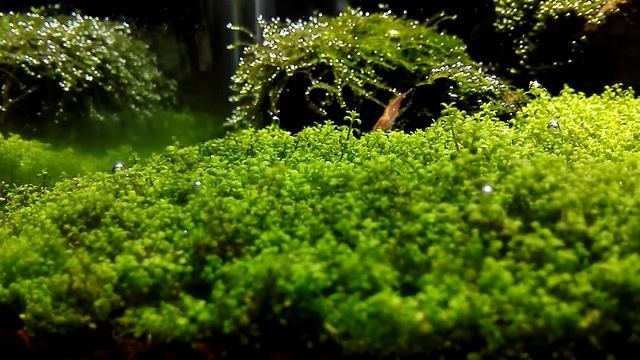 Aquascape With Laterite Substrate And Laterite Rocks .