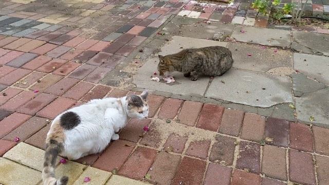 Беременная кошка кушает 😻 Pregnant cat eat 🐈 Kucing lucu Lustige katzen 猫 Gatos engraçados gracioso смотреть онлайн