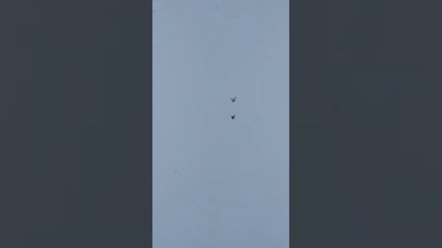 голуби.Евгения.Липецкая.обл.с.Ровенка. смотреть онлайн