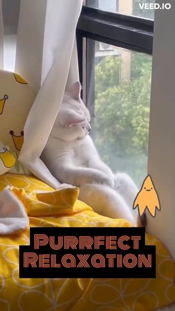 The Magic of Cats#cat #kittens смотреть онлайн