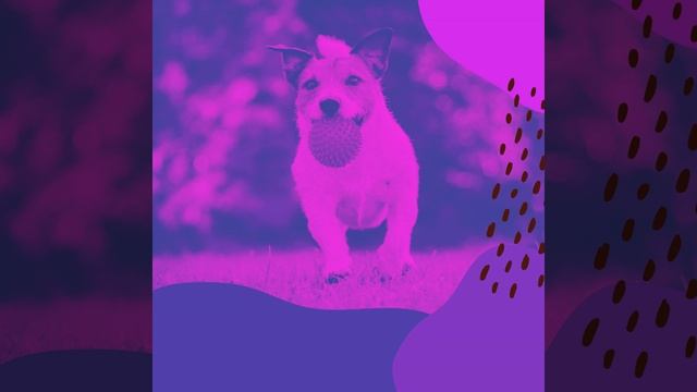 Моменты (Дрессировка собак) смотреть онлайн