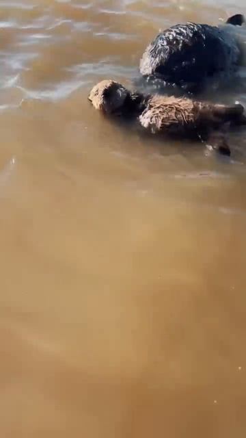 Eine Otter Mama hat uns verfolgt! смотреть онлайн