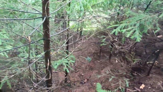 Не густо але і не пусто! Йдемо за грибами під Смерек! 🍄 🍄 🍄 (27.07.2023) смотреть онлайн