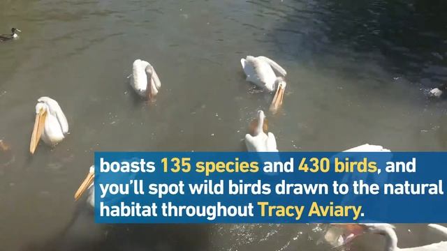 Speaking On Business 2018 - Tracy Aviary смотреть онлайн