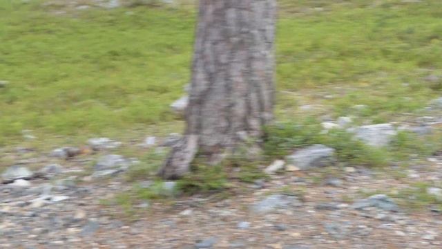 Siberian Jay (Perisoreus infaustus) kuukkeli смотреть онлайн
