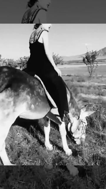 donkey riding mix video смотреть онлайн