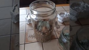 Выращиваем триходерму на варёном картофеле.