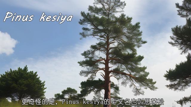 云南常见的一种灰色乳菇：思茅松乳菇 смотреть онлайн