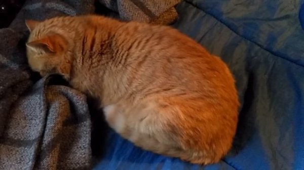 Ритмичное дыхание котика