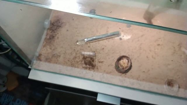 Haltungsbericht Pheidole Megacephala #5 Nesterweiterung+ Fütterung смотреть онлайн