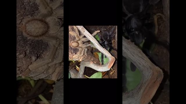 Breeding my Phormingochilus Arboricola “Borneo Black” tarantulas смотреть онлайн