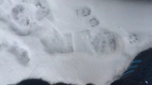 Моя пушистая банда, зимой #134