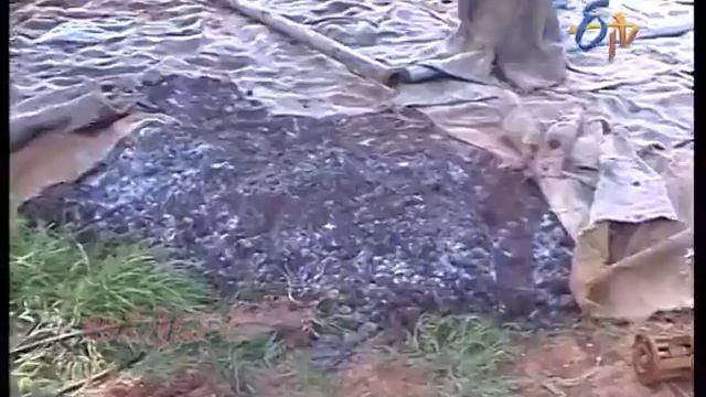 Pest & Disease Management In Lilly