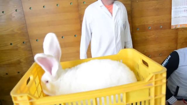 Виставка Ужгород 13.01.18 Оцінка кролика Бельгійський велетень (білий) смотреть онлайн