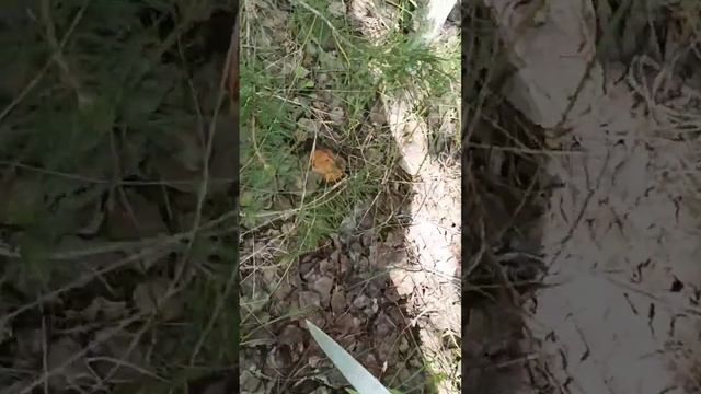 🌳🌲ЛЕСНЫЕ НОВОСТИ из Ивановской обл. смотреть онлайн