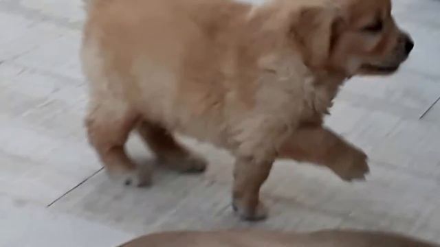 Tramin Wild is the Wind смотреть онлайн