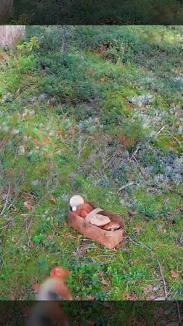 Полная корзина белых грибов,надо идти высыпать #грибы #селигер смотреть онлайн