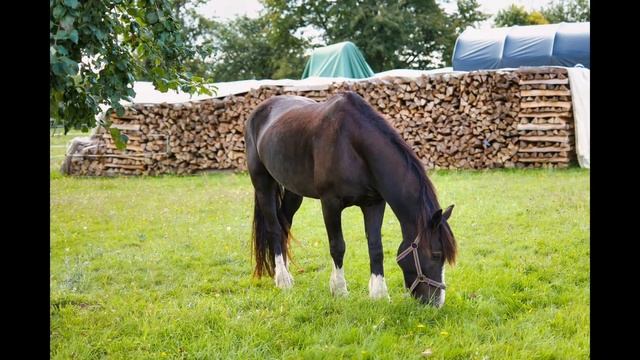 Кони, какие Вы?
