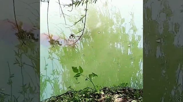 Большие золотые карпы. Парк южных культур. смотреть онлайн