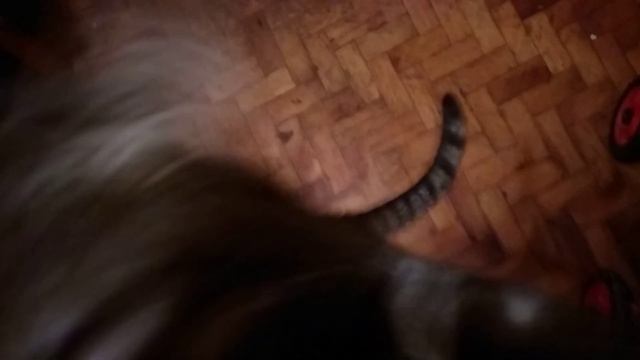 Нападение тигра😆главное заметить и подхватить🤣🤣😍 смотреть онлайн