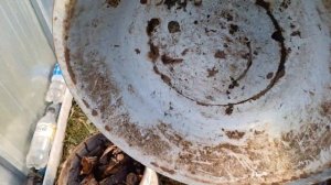 Триходерма из трутовика своими руками