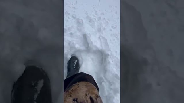 Росомаха на охоте. смотреть онлайн