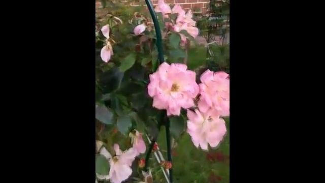 КОМЕДИЯ РОК Чувство Любви!)) смотреть онлайн