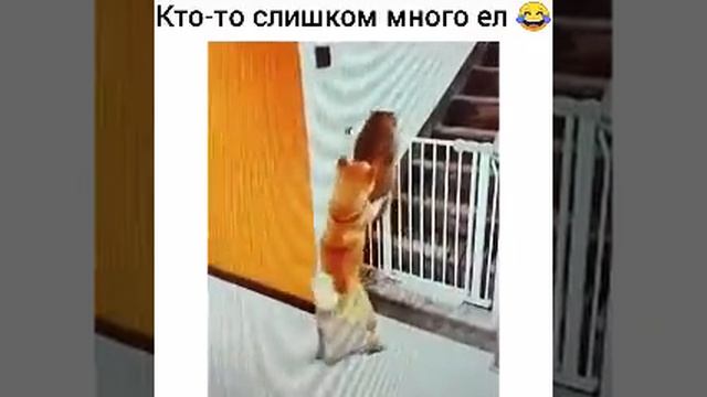 Пёс помогает бежать коту дружба у них супер, кажется кто-то много ест смотреть онлайн