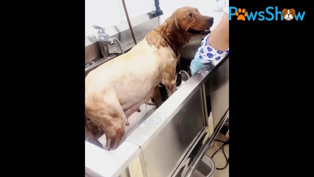 The scared mother dog was chained and neglected under raining, wet, dirty ... gave birth to 5 pups. смотреть онлайн
