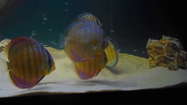 MY Semi Royal And Red Spott Green discus смотреть онлайн