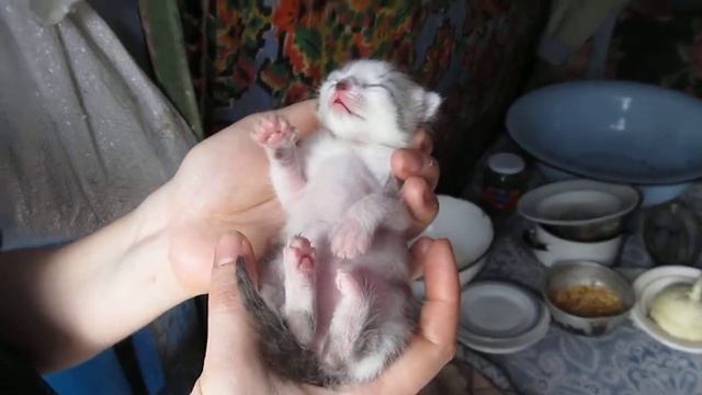 Котэ проснулся. смотреть онлайн