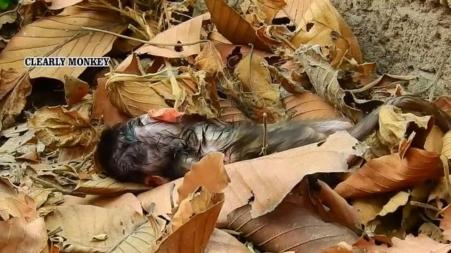 Father Monkey Killed His Owned Baby | BABY MONKEY (R.I.P)😥🙏 смотреть онлайн
