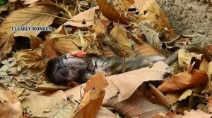 Father Monkey Killed His Owned Baby | BABY MONKEY (R.I.P)😥🙏