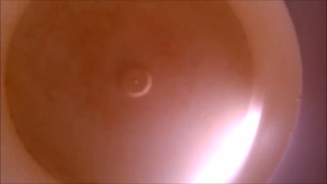 Elevage Palaemon sp смотреть онлайн