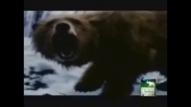 Wild Animals 2017 - Bear Vs Animals - Leopard, Tiger, Anaconda, Dog, wildebeests, Seal 베어 대 동물 смотреть онлайн