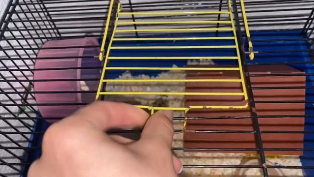 vlog no music/убираемся у морских свинок смотреть онлайн