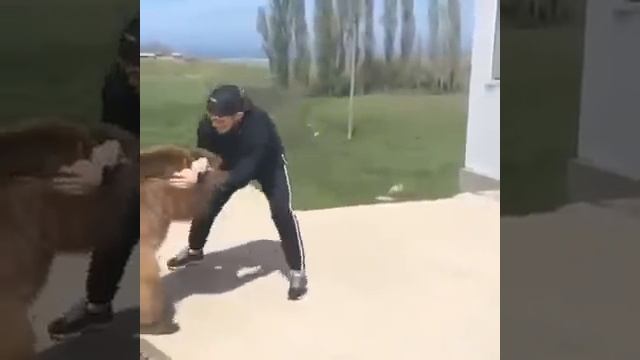 Хабиб Нурмагомедов против медведя смотреть онлайн