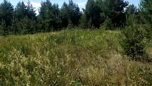В Лесу с Максом и Лёхой смотреть онлайн
