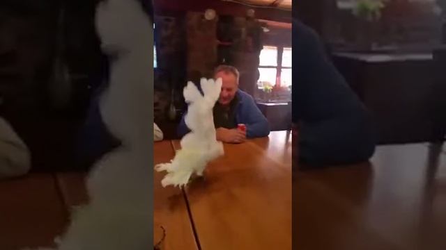 Танцующий попугай каша смотреть онлайн