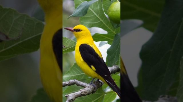 أفضل صوت لصيد الصفري، صوت مجرّب وفعّال. Golden Oriol Call Sound смотреть онлайн
