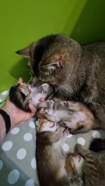 как новорождённые котята ходят в туалет смотреть онлайн