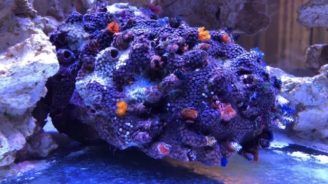 Christmas Tree Worm On Porites